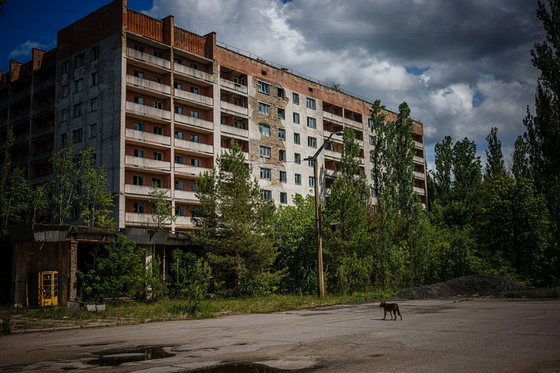 A dog in abandoned Pripyat last spring. Credit...Dimitar Dilkoff/Agence France-Presse — Getty Images