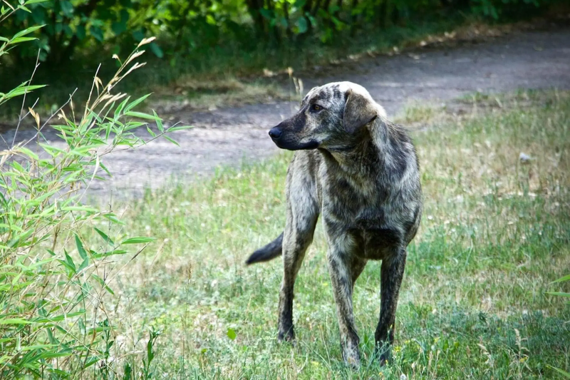 An international team of scientists is seeking to learn how chronic radiation exposure has affected the dogs of Chernobyl and whether genetic traits have helped the animals survive in such a harsh environment.Credit...Jordan Lapier  Image