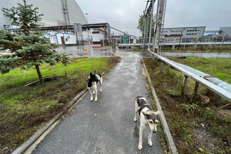 Two dogs just outside the plant’s New Safe Confinement structure, left, which was built in 2016 to contain radioactivity from Reactor Four.Credit...Tim Mousseau