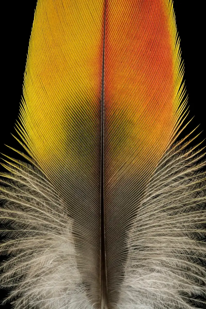 nauka-close-up-photographs-capture-feathers-dazzle-factor